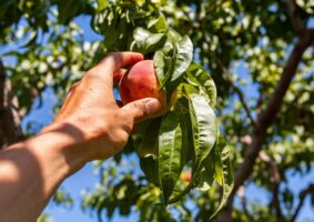 A Estratégia da Fruta Baixa: Quando o Fácil Sai Caro