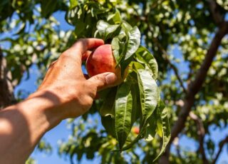 A Estratégia da Fruta Baixa: Quando o Fácil Sai Caro