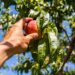 A Estratégia da Fruta Baixa: Quando o Fácil Sai Caro
