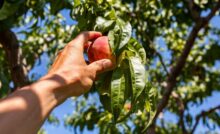A Estratégia da Fruta Baixa: Quando o Fácil Sai Caro